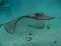 Stingray City, Grand Cayman by Todd Eyolfson 